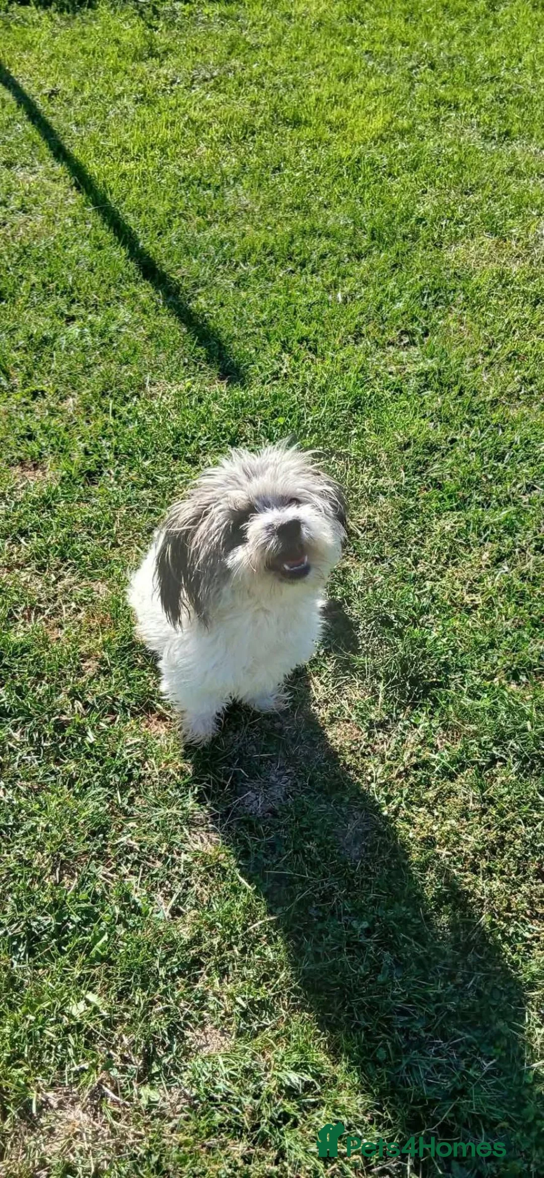 Mixed Breed dogs for adoption: Lola for adoption in Leighton Buzzard - Advert 2