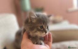 Siberian cats for sale: Siberian x British Shorthair Girls  - Image 7