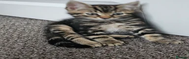 Tabby male 