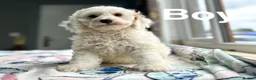 Cockapoo dogs for sale: F1 cockapoos reduced to £1300 - Advert 5