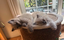 Ragdoll cats for sale: Pedigree Mink Ragdoll kittens  - Image 8