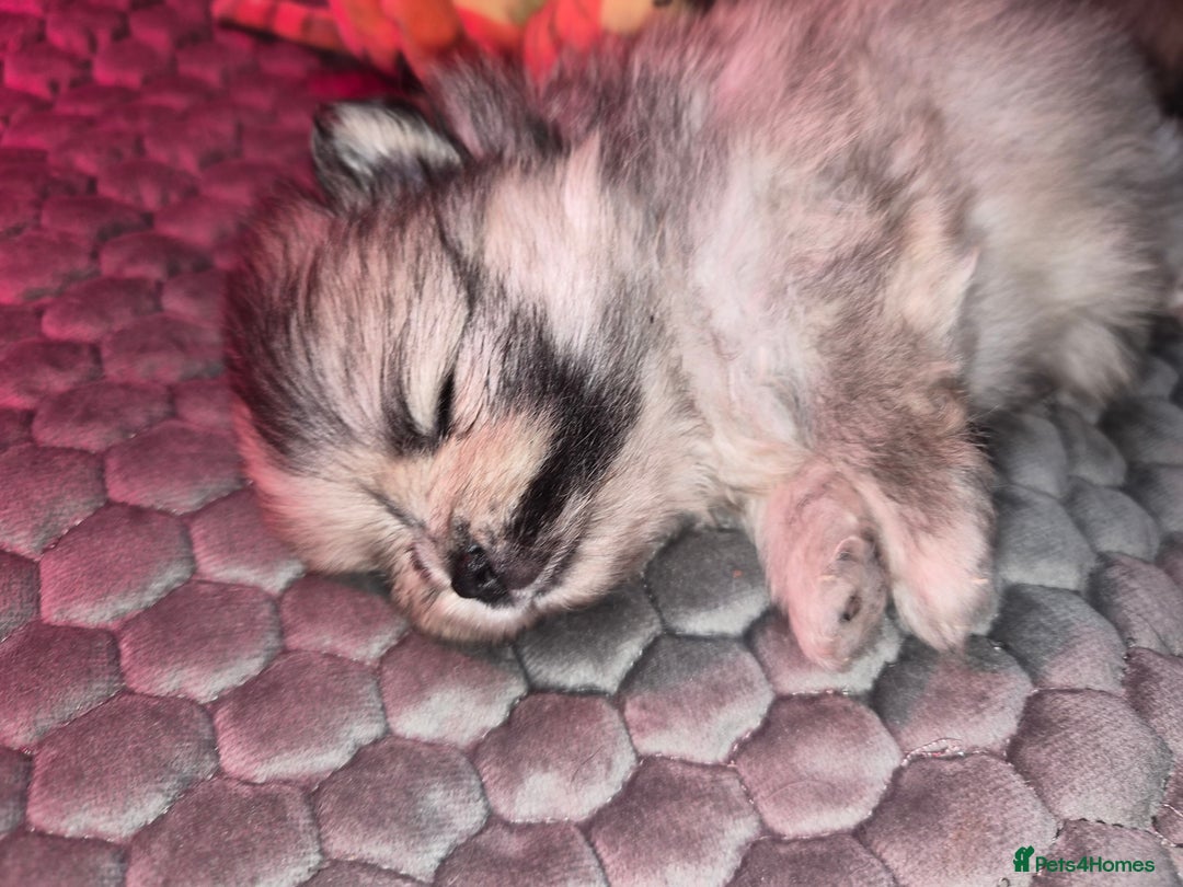 Pomeranian dogs for sale: Goergeos Pomeranian Puppy's💙❤️ - Advert 26