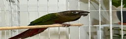 Conures birds for sale: GREEN CHEEK CONURE & PINEAPPLE CONURE - Advert 4