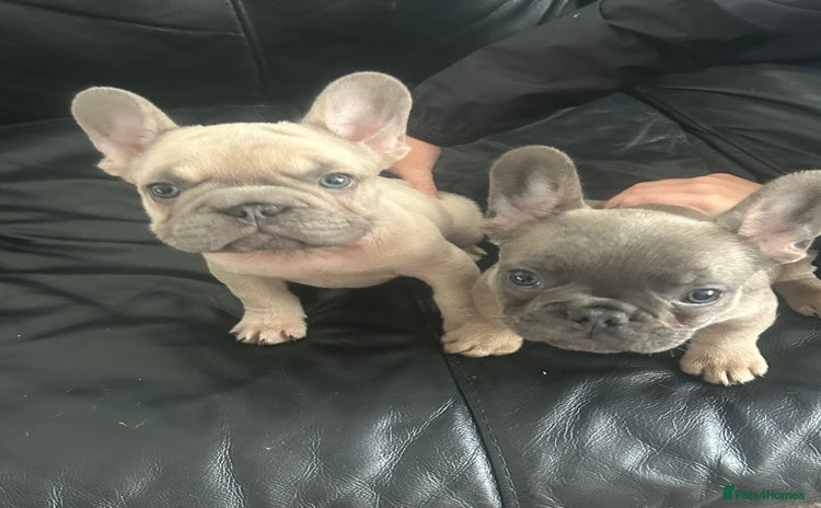 French Bulldog dogs - Advert 1