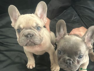French Bulldog dogs - Advert 4