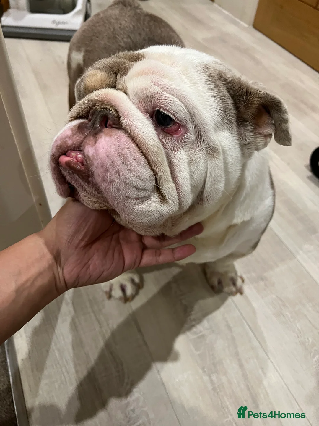 English Bulldog dogs for sale: Bruno - Advert 1