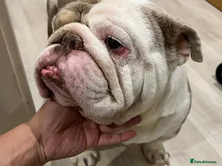 English Bulldog dogs Bruno - Advert 5