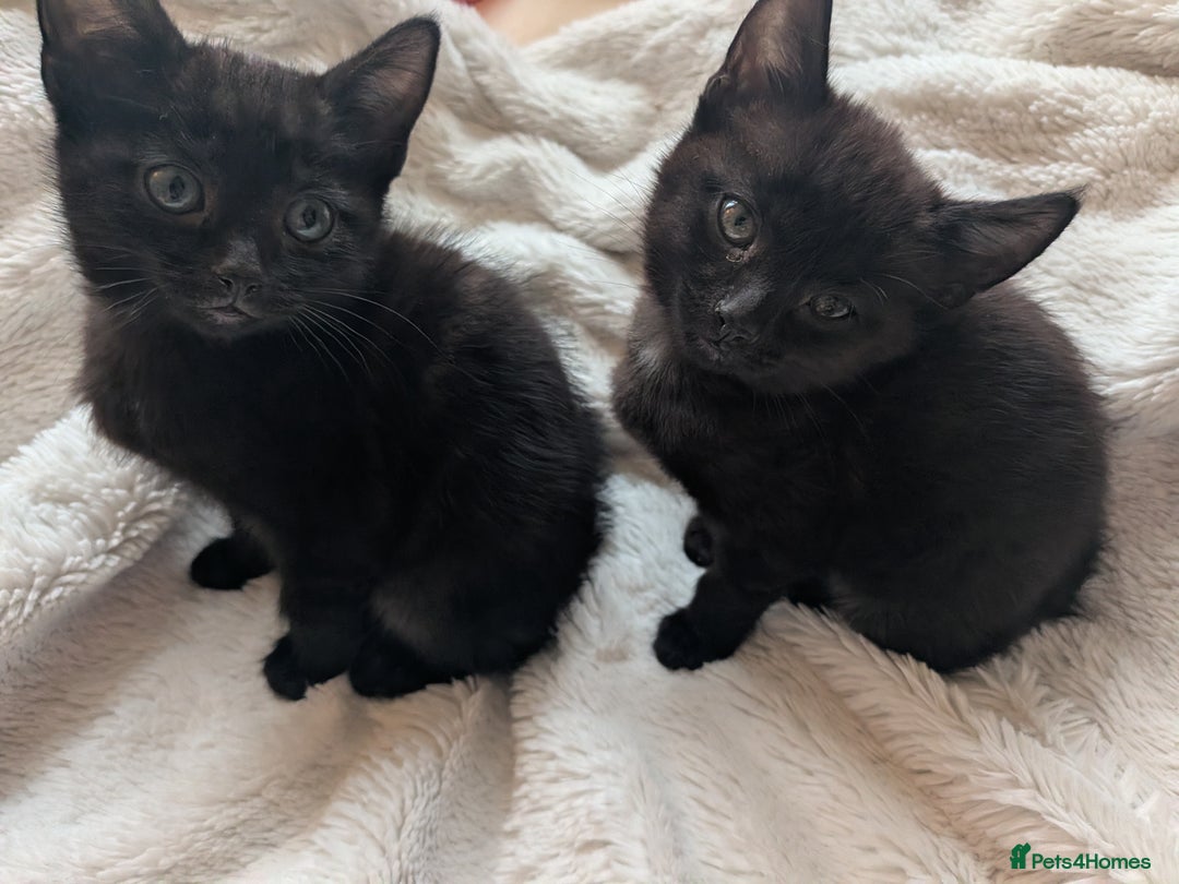 Mixed Breed cats for sale: Sweet kittens  - Image 9