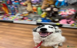 Border Collie dogs for sale: Patch - Image 9