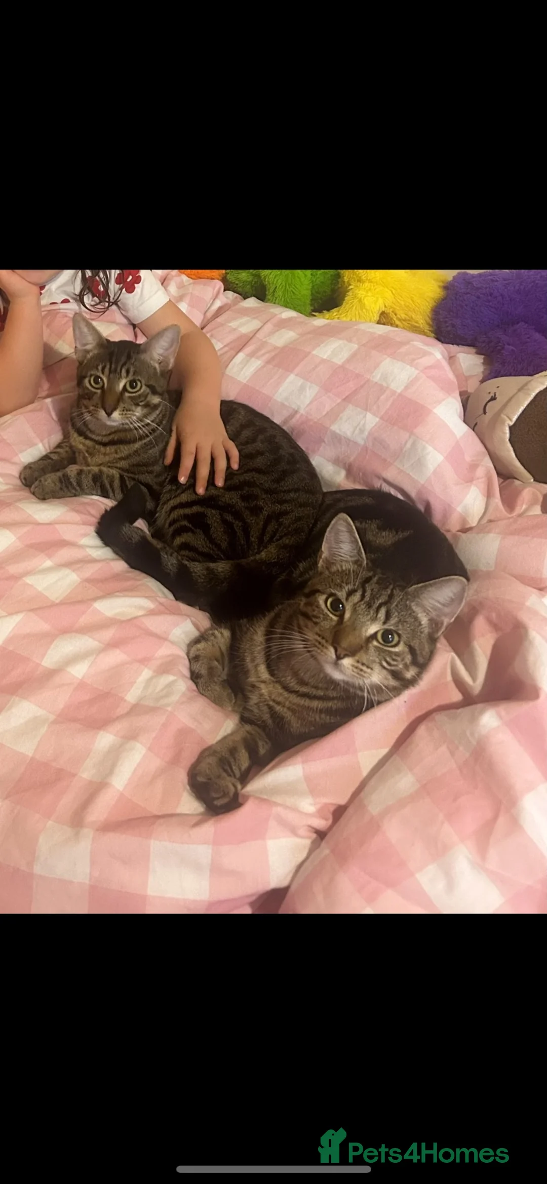 Mixed Breed cats for sale: 2 male tabby cats (brothers)  in Saint Helens - Advert 4