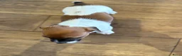 Jack Russell dogs for sale: Delightful Miniature Jack Russell Pups - Advert 5