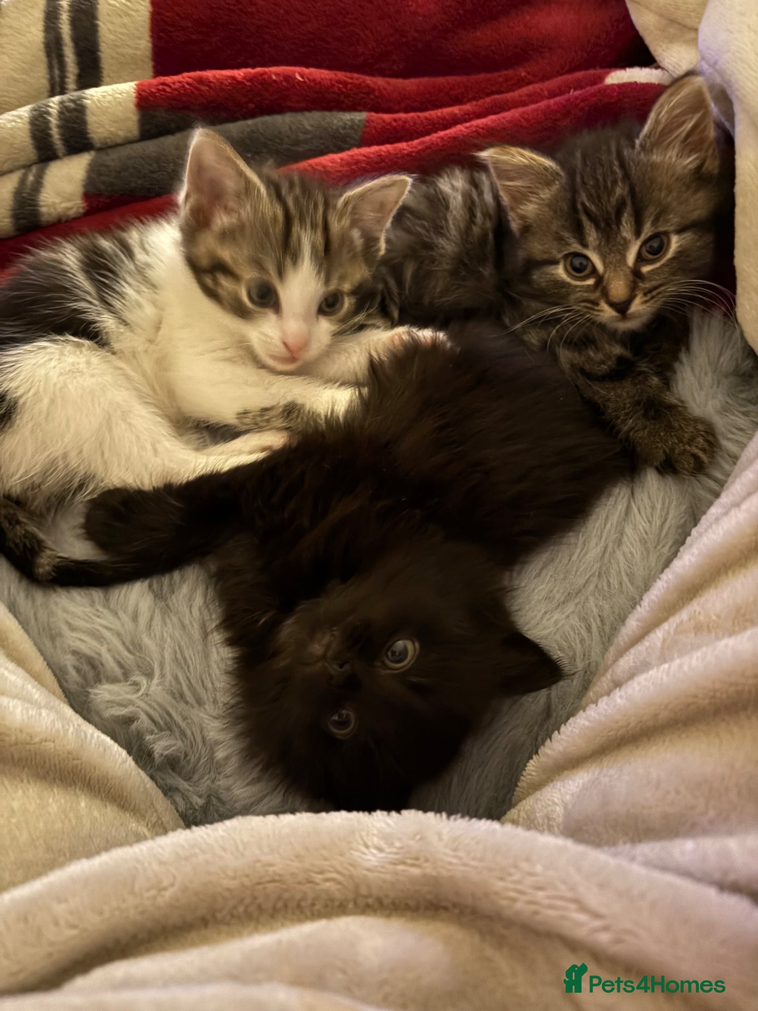 British Shorthair cats 3 beautiful British shorthair kittens for sale  - Advert 7