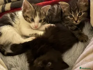 British Shorthair cats 3 beautiful British shorthair kittens for sale - Advert 7