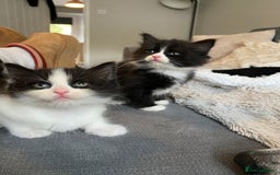 British Longhair cats for sale: 3 Gorgeous Longhaired Kittens - Image 19