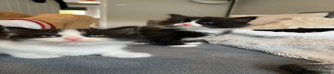 British Longhair Kitten 1