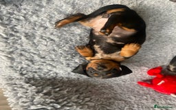 Miniature Dachshund dogs for sale: Miniature Black and Tan Dapple Dachshunds - Image 17