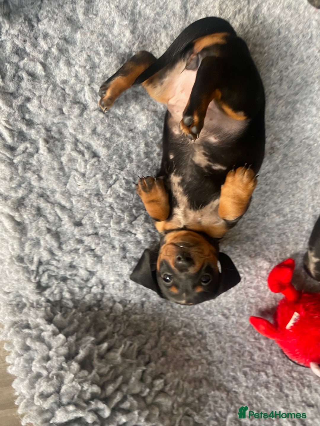 Miniature Dachshund dogs for sale: Miniature Black and Tan Dapple Dachshunds - Image 17