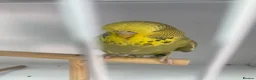 Budgerigars birds for sale: Baby Budgies - Advert 9