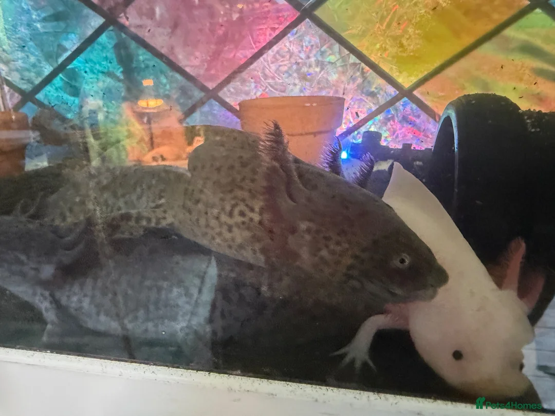 Axolotl reptiles for sale: 3 baby axolotls and 2 adults  - Advert 5