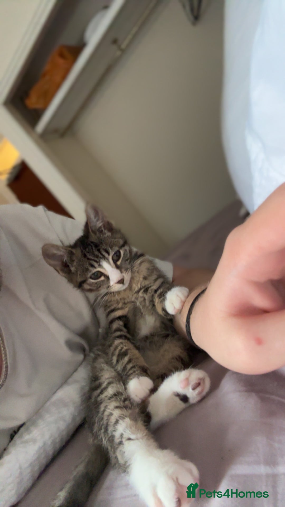 Mixed Breed cats for sale: 2 kittens rare coloured  - Advert 3