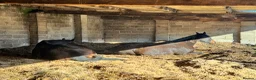 English Thoroughbred horses for sale: URGENT home needed for Thoroughbred Gelding in Weston-super-Mare - Advert 13