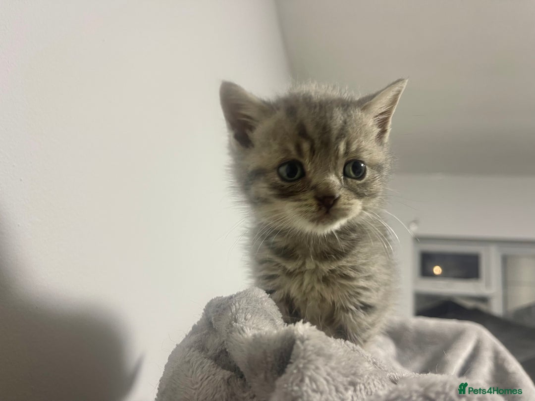 British Shorthair cats for sale: British shorthair kittens responsibly bred - Image 20