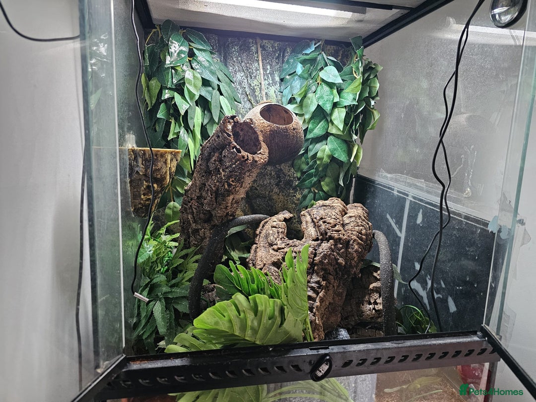 Gecko reptiles for sale: Crested Gecko  - Advert 8