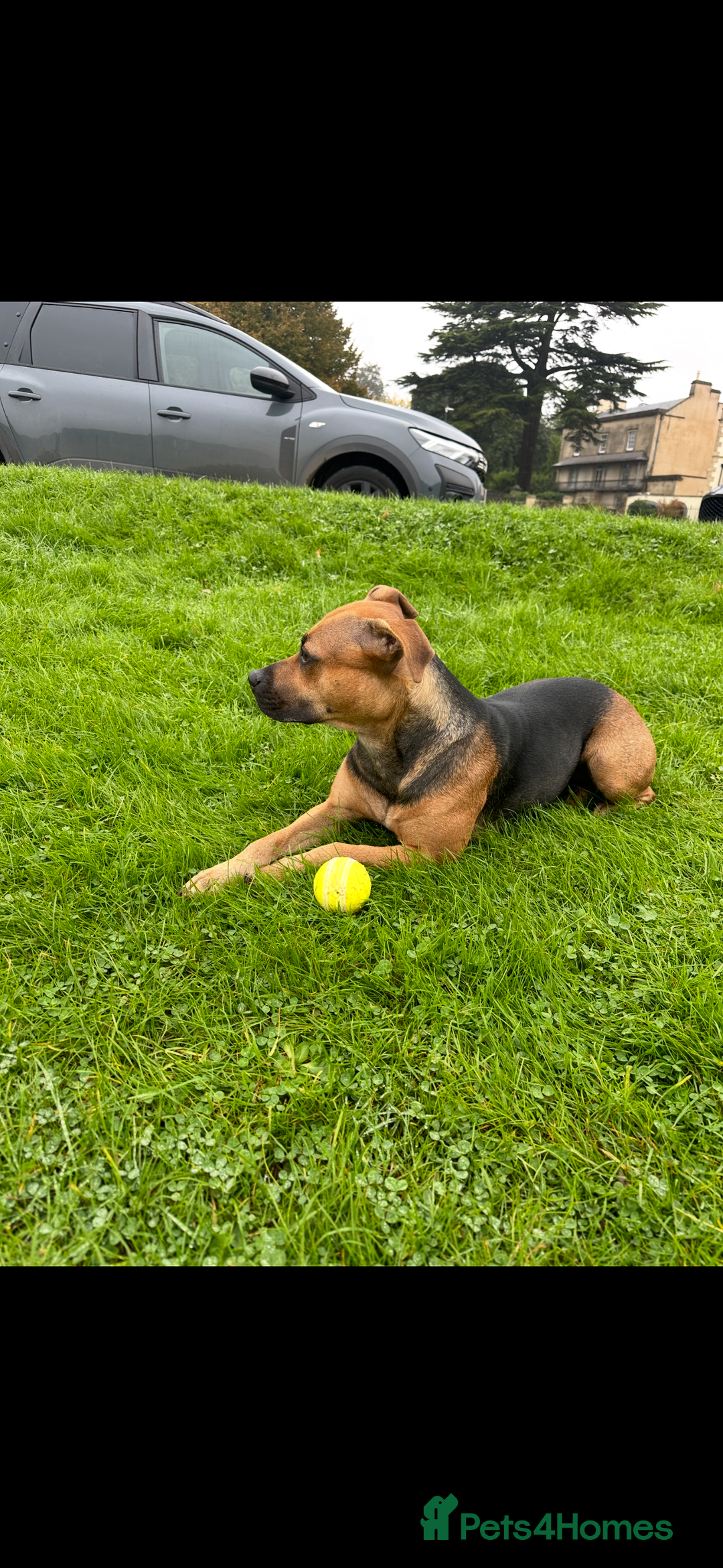 Mixed Breed dogs for sale: Little girl ❤️  - Image 5