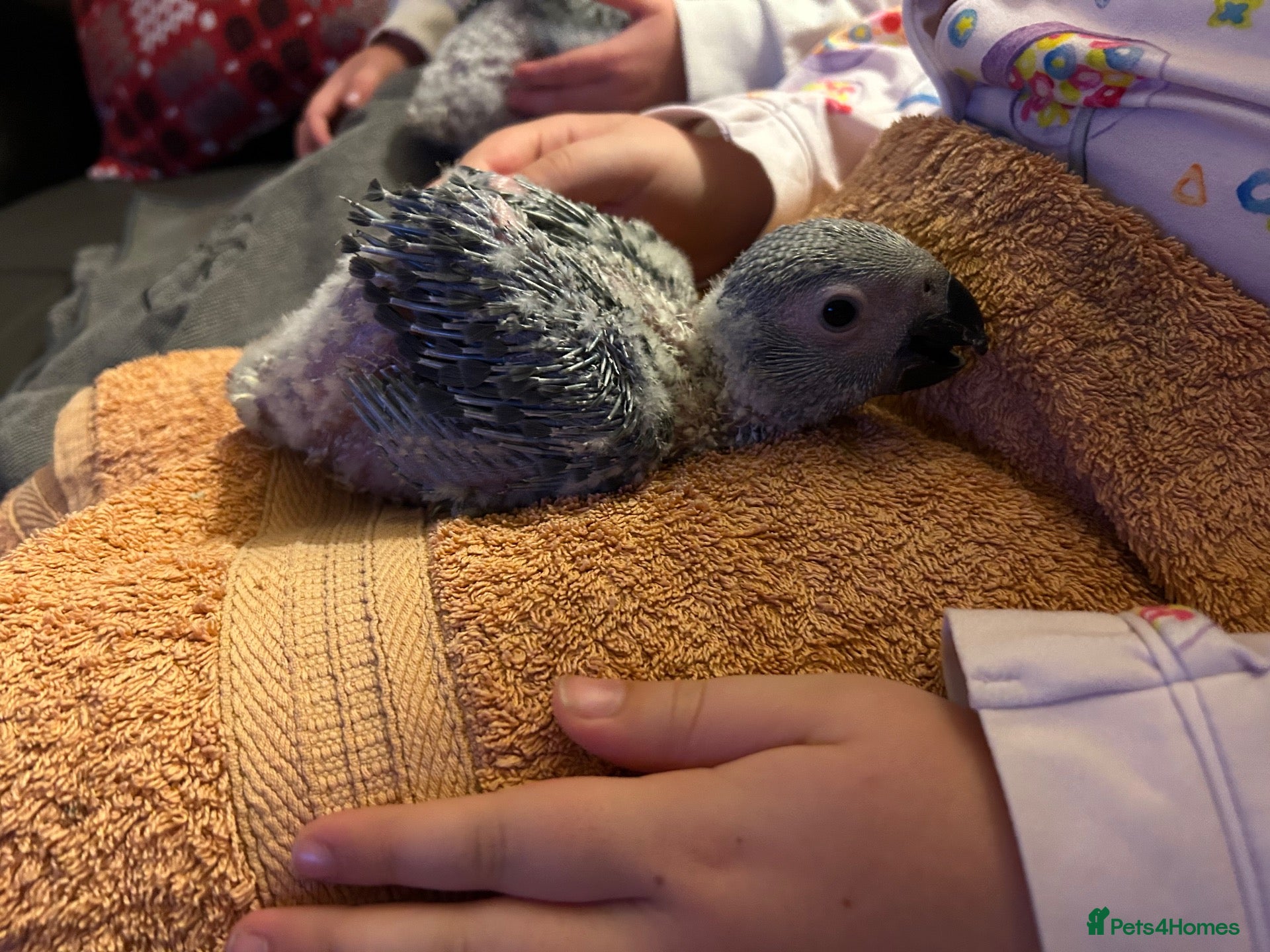 Parrots birds Baby African Grey Parrots - Advert 1