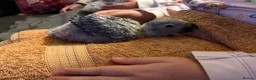Parrots birds for sale: Baby African Grey Parrots - Advert 2
