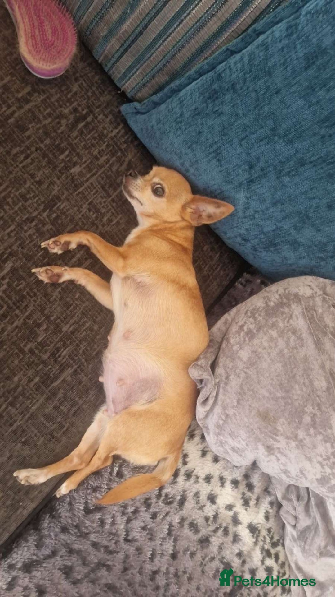 Chihuahua dogs for sale: 3tiny treasures looking for loving homes  - Advert 4