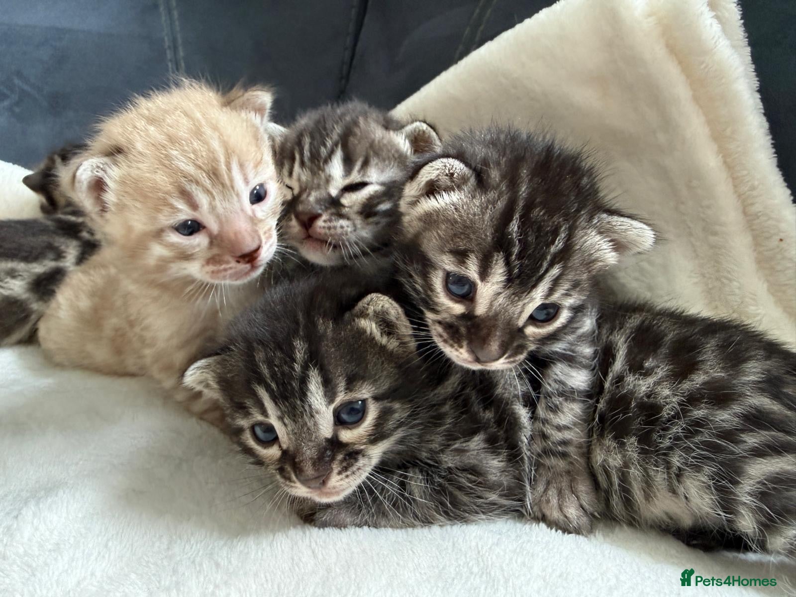 Bengal cats Bengal Kittens For Sale (6 Left) - Advert 1