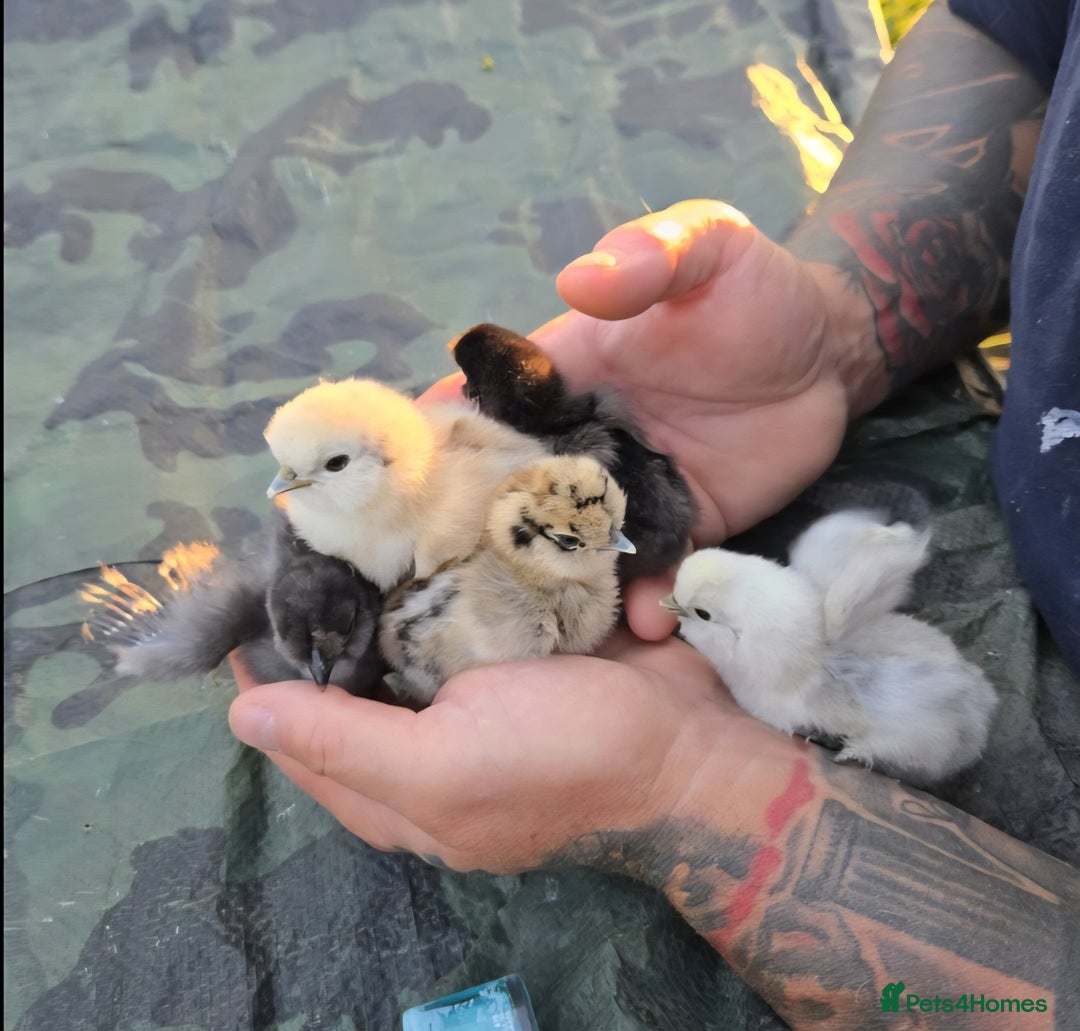 Chickens poultry for sale: Silkie Hatching eggs - Image 2