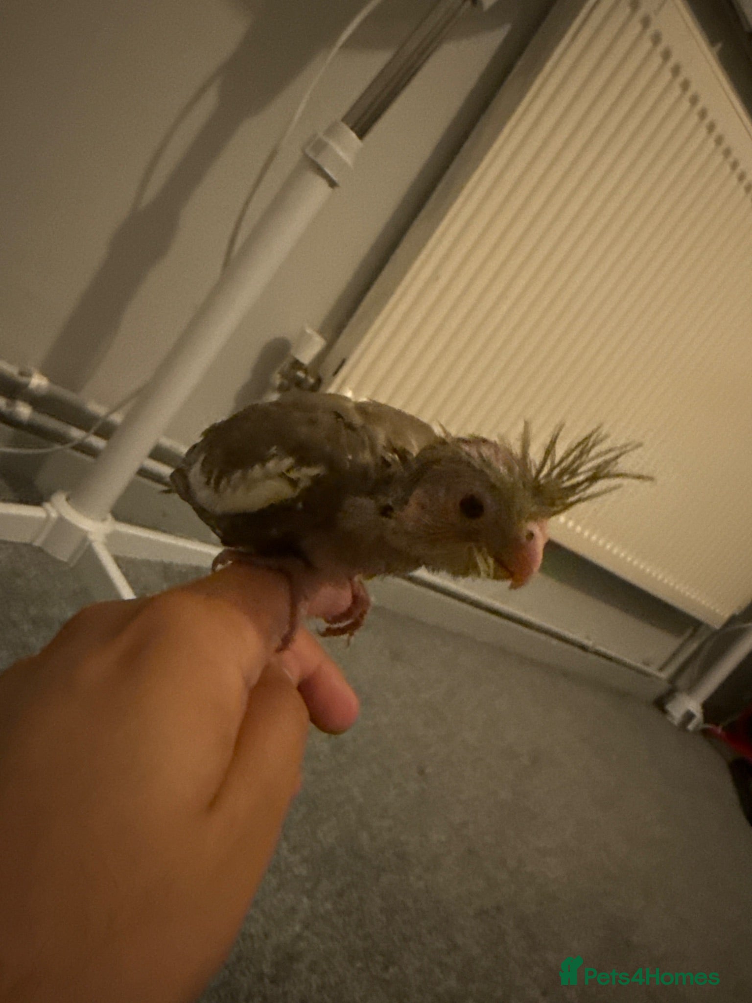 Cockatiels birds cocaktel - Advert 1