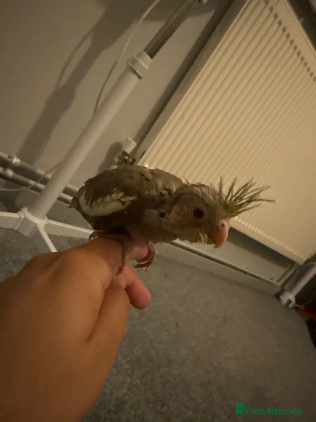 Cockatiels birds for sale: cocaktel in Windsor - Advert 1