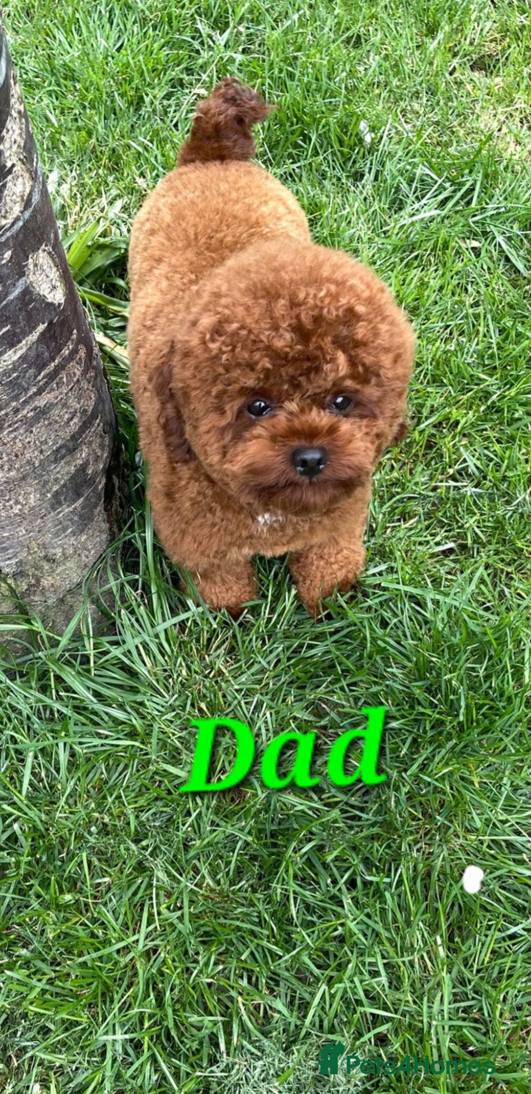 Mixed Breed dogs for sale: Toy / Aisan Poodle, Red Puppies - Advert 37
