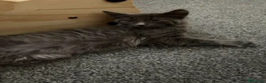 Mixed Breed 1