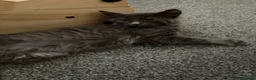 Mixed Breed cats for sale:  4 beautiful loving Russian blue cross Kittens  in Derby - Advert 3