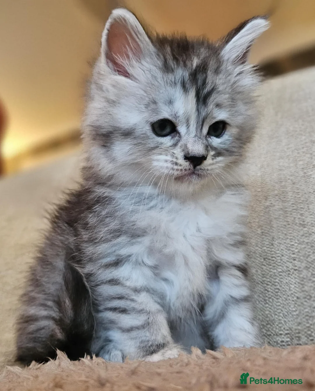 Maine Coon cats for sale: XXL Exceptional Pedigree Kittens Russian line - Advert 26