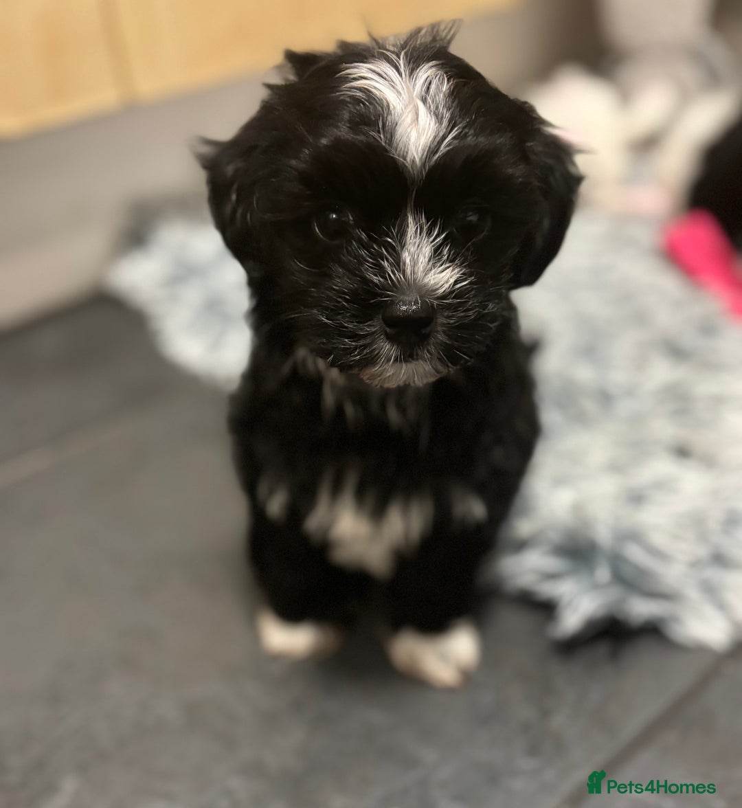 Mixed Breed dogs for sale: READY NOW,super cute maltese/chinese crested pups - Image 9