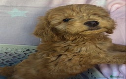 Cockapoo dogs for sale: CockerPoo  - Image 5