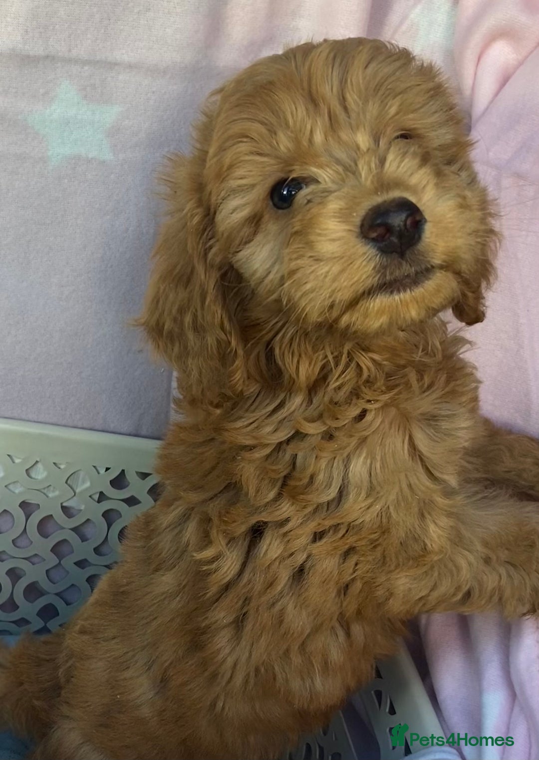Cockapoo dogs for sale: CockerPoo  - Image 5
