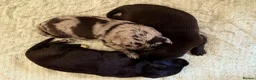 Borador dogs for sale:  8 Labrador x collie puppies available  - Advert 6