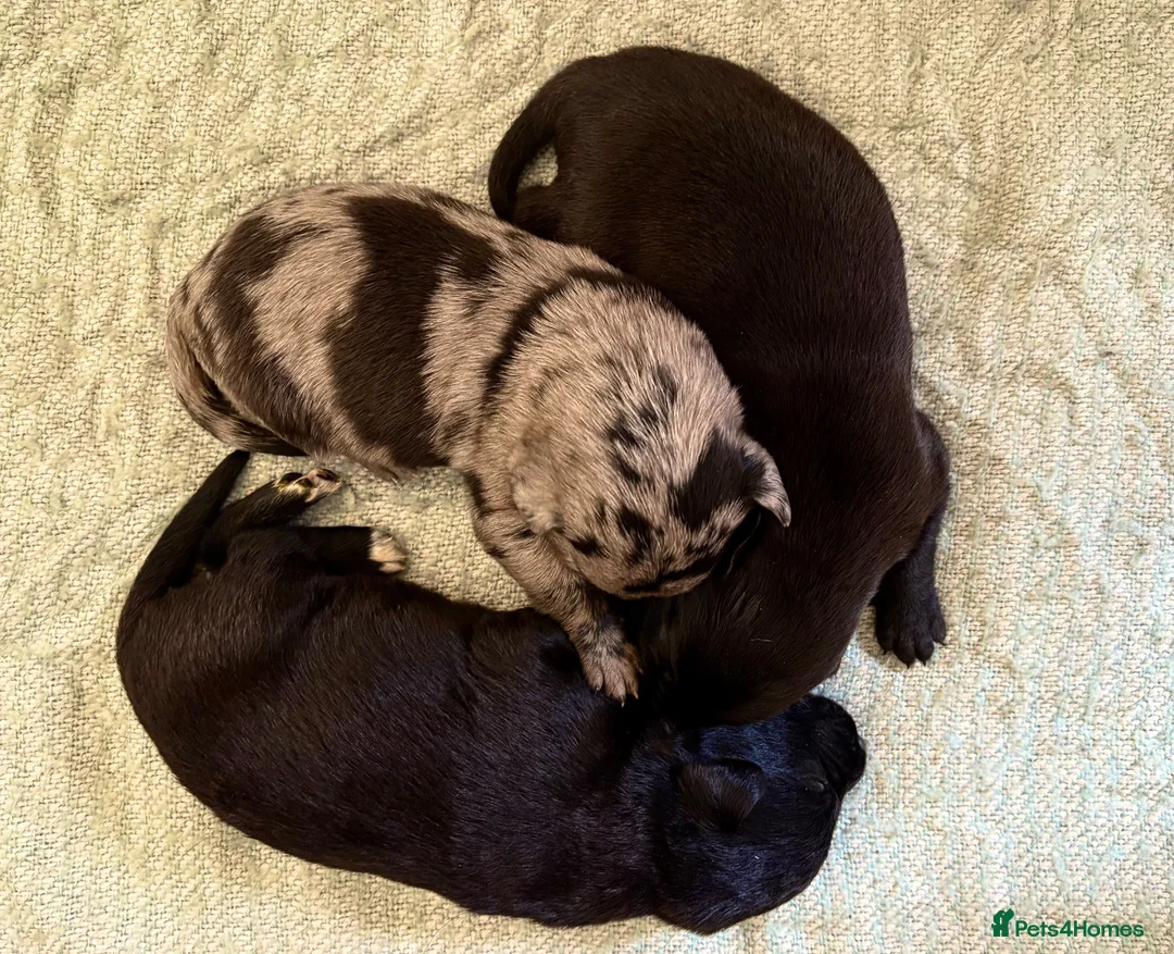 Borador dogs for sale:  8 Labrador x collie puppies available  - Advert 6