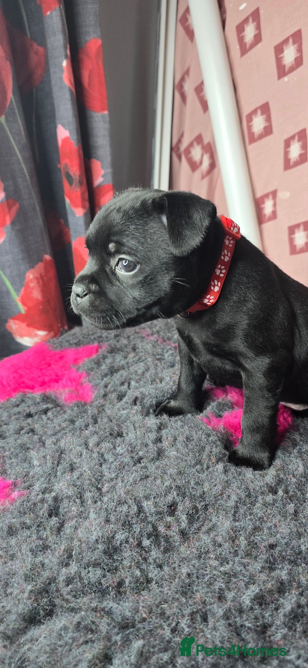 Staffordshire Bull Terrier dogs for sale: Champion bloodlines kc stafford  pups  - Advert 23