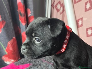 Staffordshire Bull Terrier dogs Champion bloodlines staffordshire bull terrier pup - Advert 10