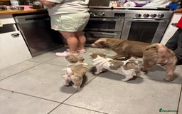 Shar Pei dogs for sale: Beautiful female shar-peis  - Image 6