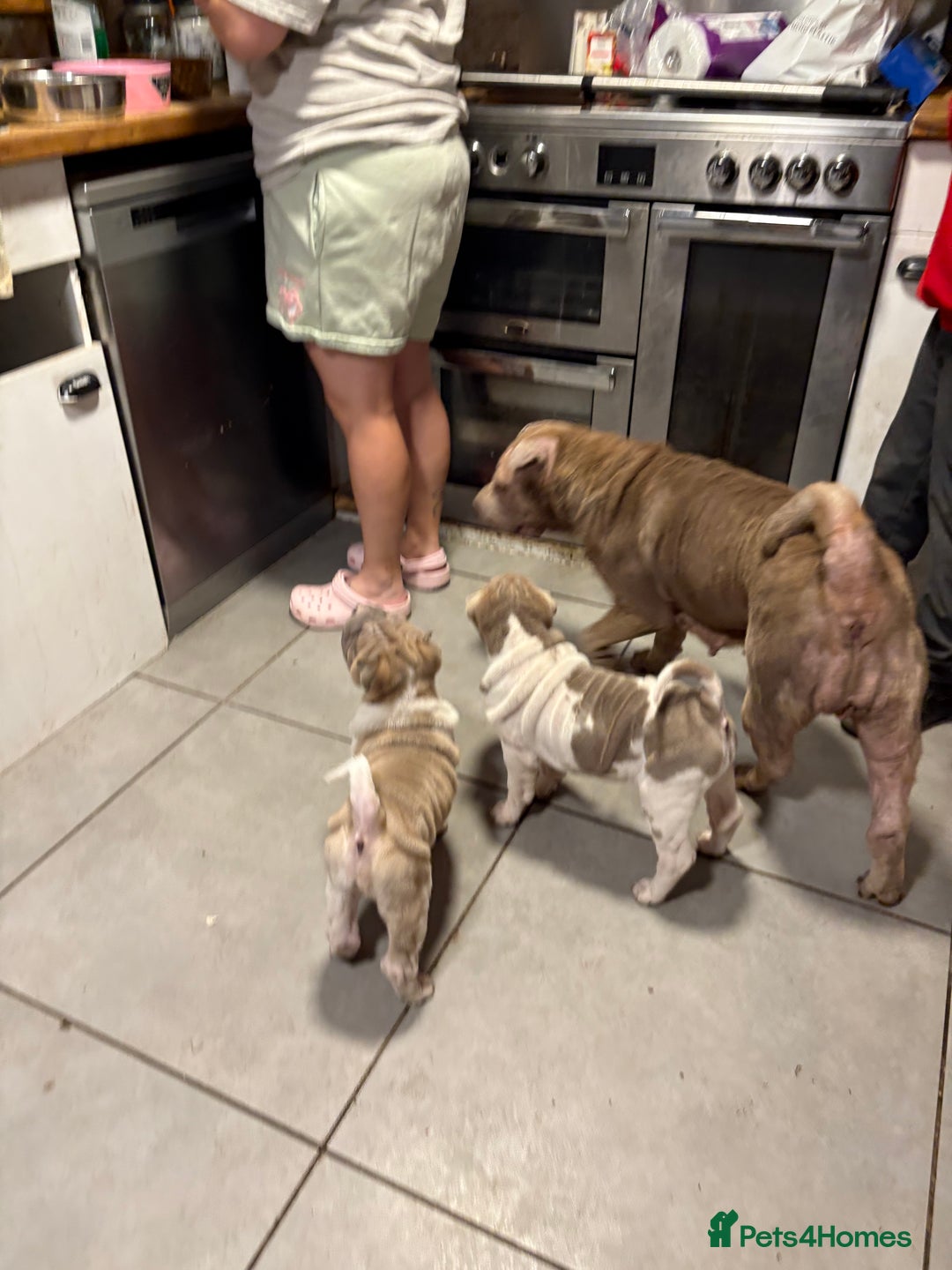 Shar Pei dogs for sale: Beautiful female shar-peis  - Image 6