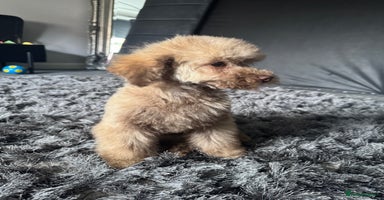 Toy Poodle dogs - Advert 1