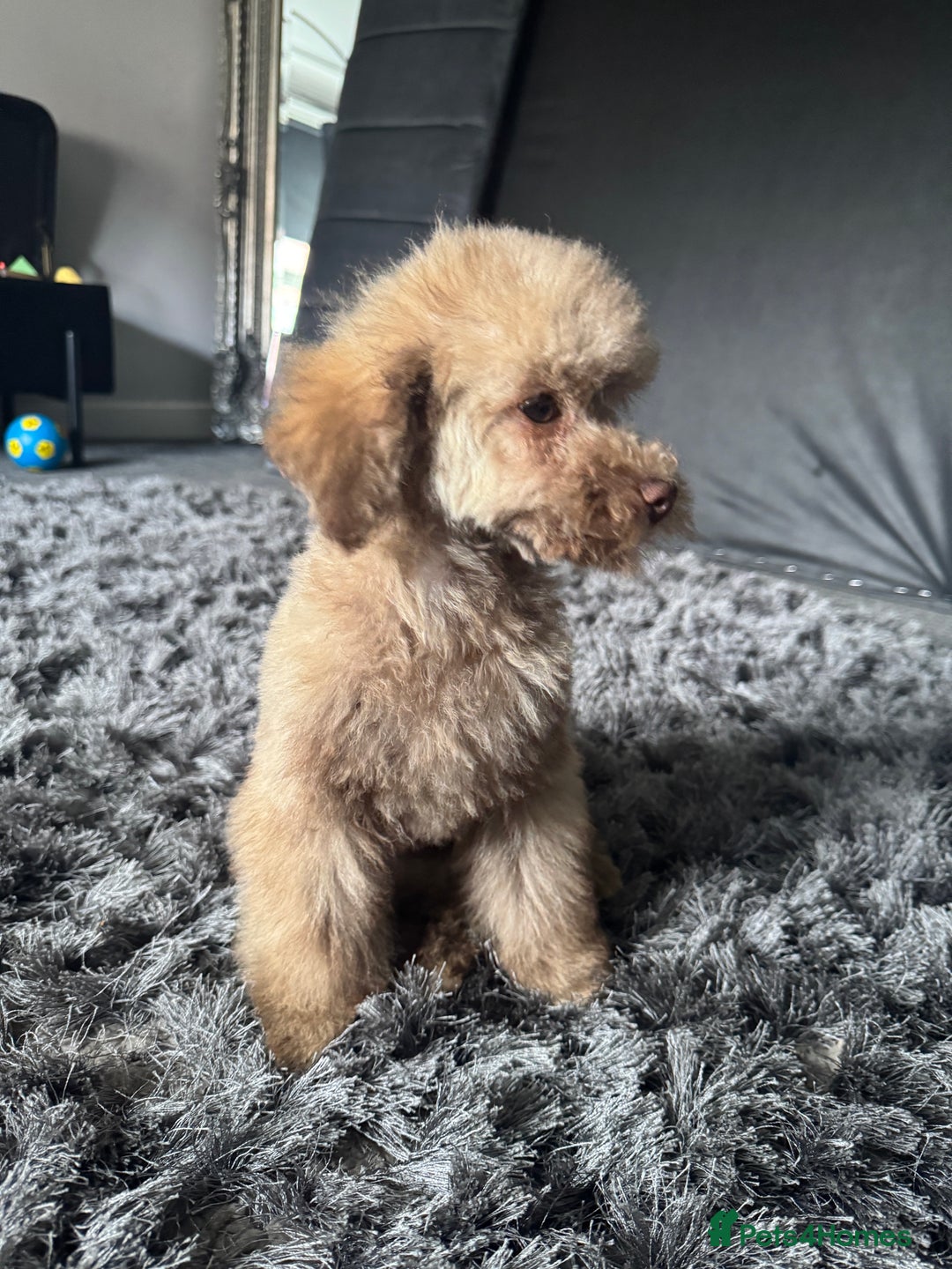 Toy Poodle dogs for sale: full ASIAN toy poodle 5* licensed breeder import  - Image 3